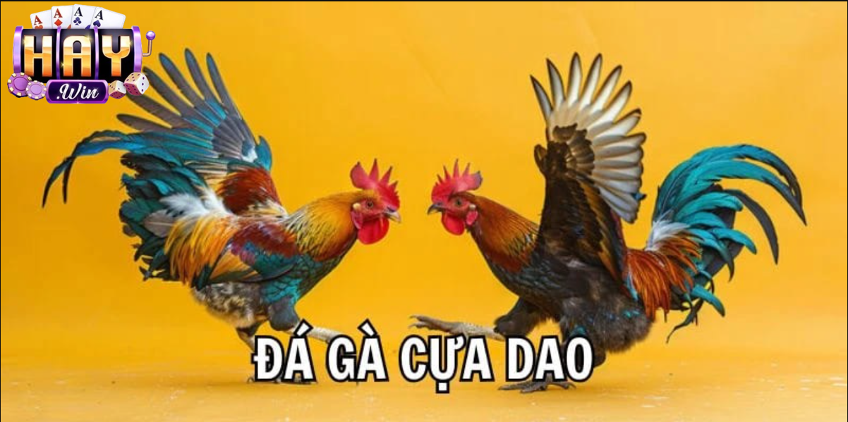 Bốn điểm hấp dẫn trong đá gà cựa dao