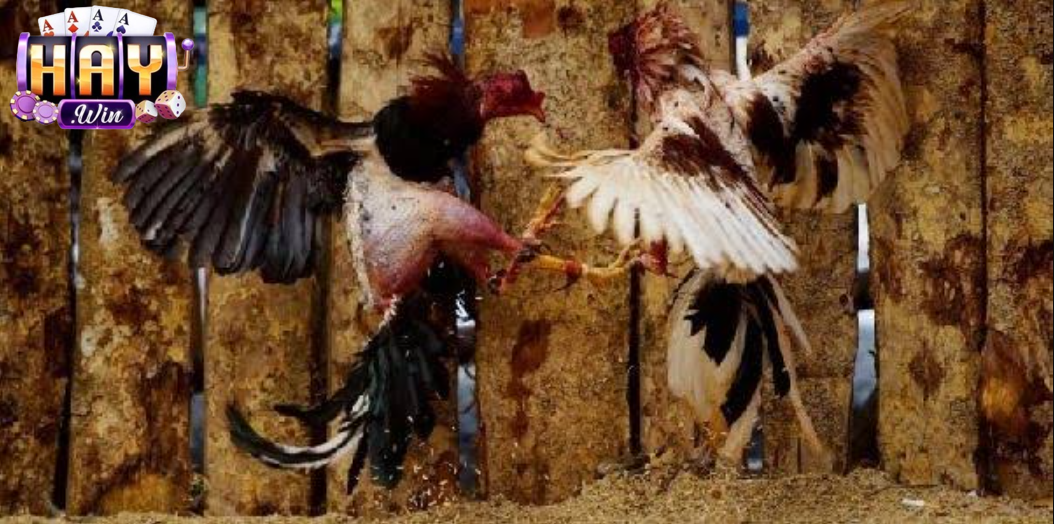 Sự khác nhau giữa đá gà cựa dao và đá gà truyền thống