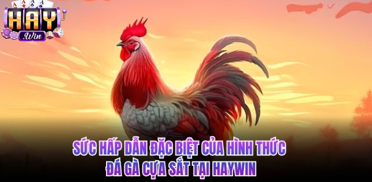 Sức hấp dẫn đặc biệt của hình thức đá gà cựa sắt tại HAYWIN