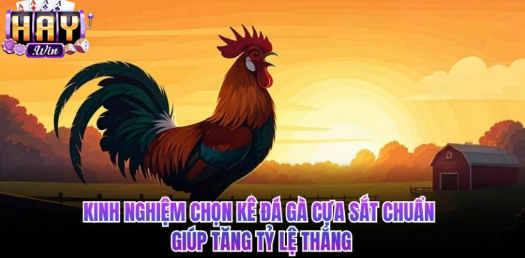 Kinh nghiệm chọn kê đá gà cựa sắt chuẩn giúp tăng tỷ lệ thắng