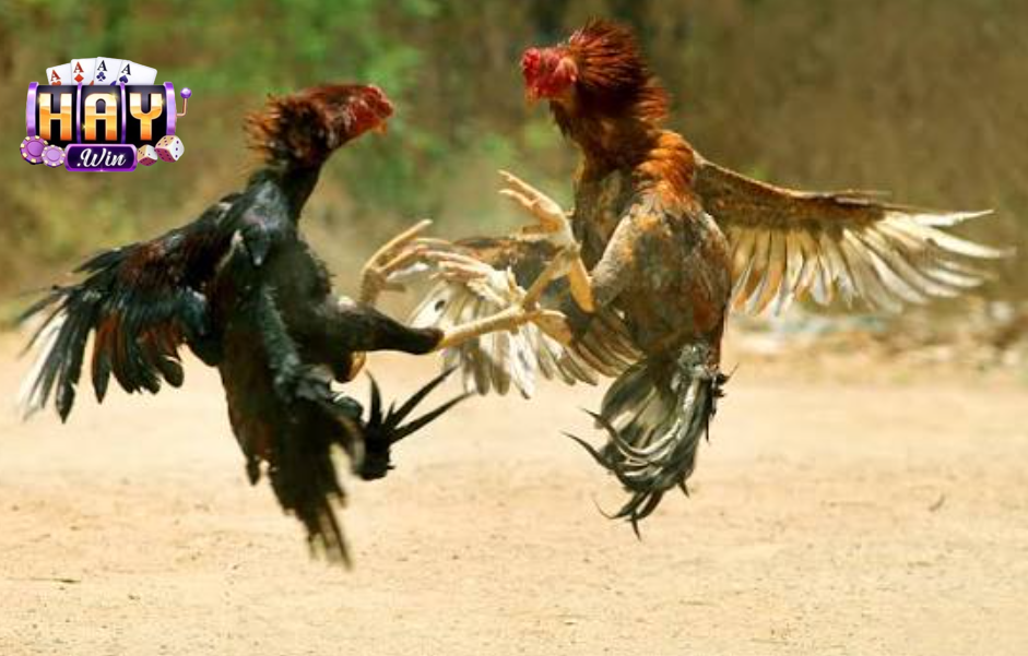Đặc Điểm Nổi Bật Của Đá Gà Thomo Haywin